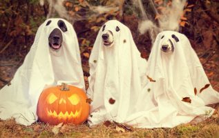 Il concorso fotografico di Halloween