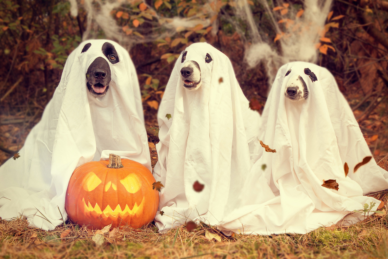 Il concorso fotografico di Halloween