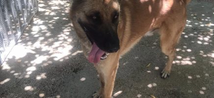 Malinois